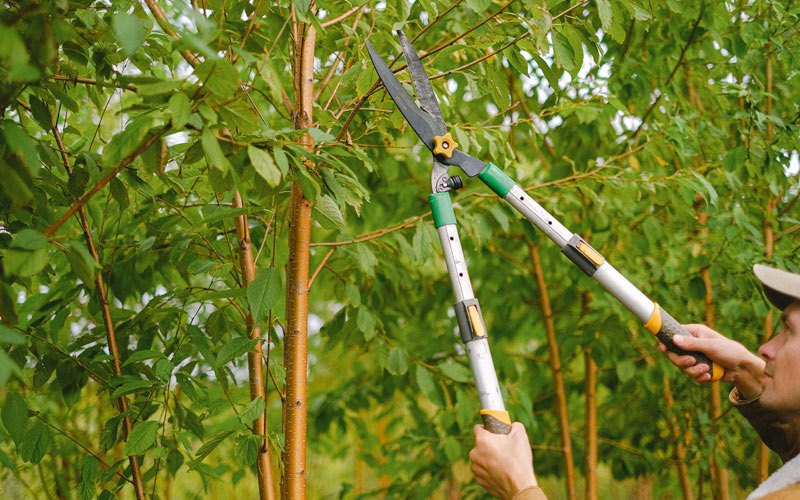 Tree trimming in Starkweather, ND