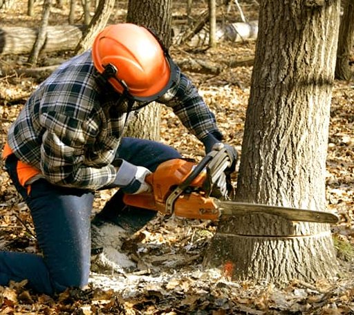 Tree Removal in Starkweather, ND